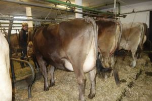 k-Vater Blooming Luxner Anton